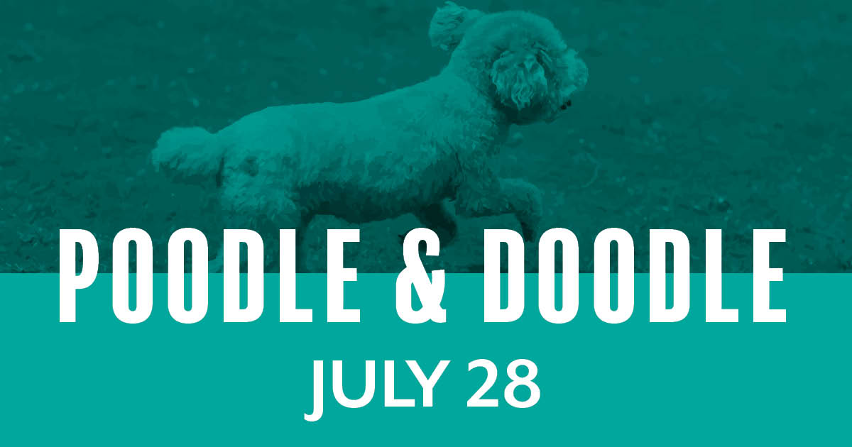 Dog Day Races – Miniature Poodles & Doodles