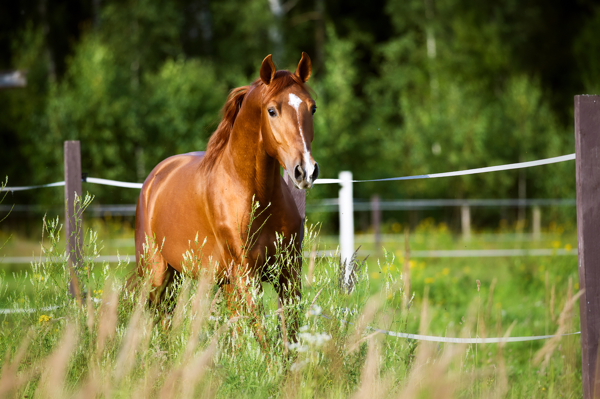 Minnesota Horse Expo 2025